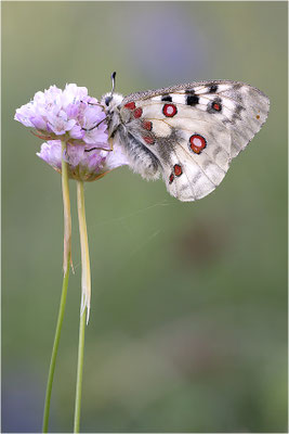 Roter Apollo (Parnassius apollo pedemontanus), Italien, Region Aostatal