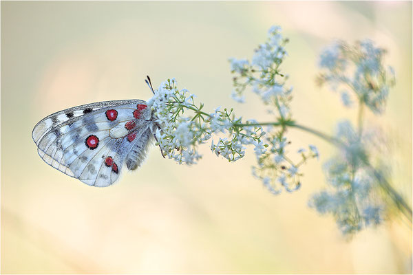 Roter Apollo (Parnassius apollo nivatus), Frankreich, Dep. Jura