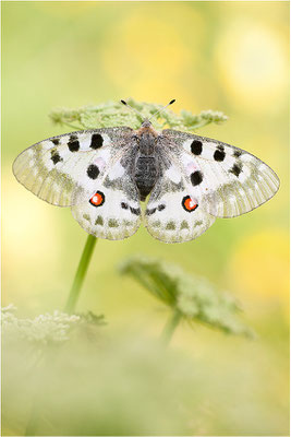 Roter Apollo (Parnassius apollo valesiacus), Schweiz, Kanton Wallis