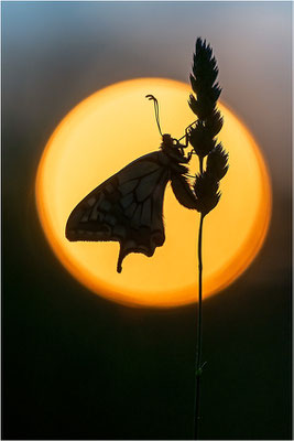 Schwalbenschwanz (Papilio machaon), Deutschland, Baden-Württemberg