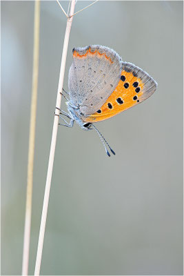 Kleiner Feuerfalter (Lycaena phlaeas), Frankreich, Korsika