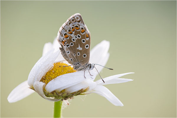 Himmelblauer Bläuling (Polyommatus bellargus), Deutschland, Baden-Württemberg