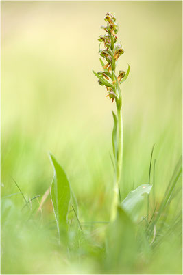 Grüne Hohlzunge (Coeloglossum viride), Schweiz, Oberwallis
