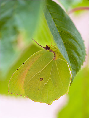 Mittelmeer-Zitronenfalter (Gonepteryx cleopatra), Männchen, Frankreich, Ardèche