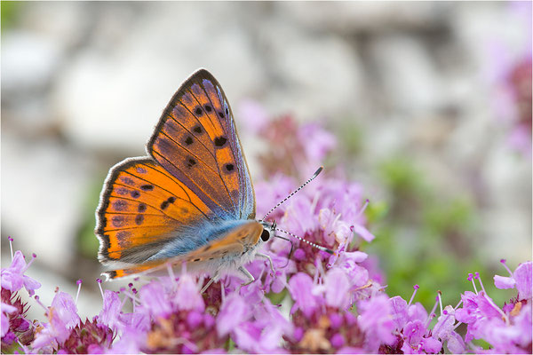 Violetter Feuerfalter (Lycaena alciphron gordius), Männchen, Frankreich, Haute Alps, 1300m