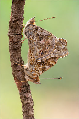 Distelfalter (Vanessa cardui), Italien, Sardinien