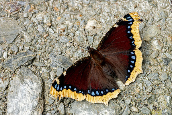 Trauermantel (Nymphalis antiopa), Spanien, Provinz Lleida