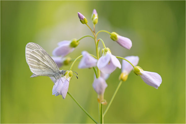 Tintenfleck-Weißling (Leptidea sinapis bzw. juvernica), Deutschland, Baden-Württemberg