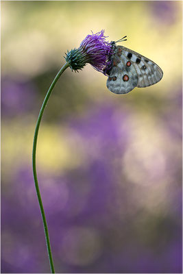 Roter Apollo (Parnassius apollo pedemontanus), Italien, Region Aostatal, 2.100m