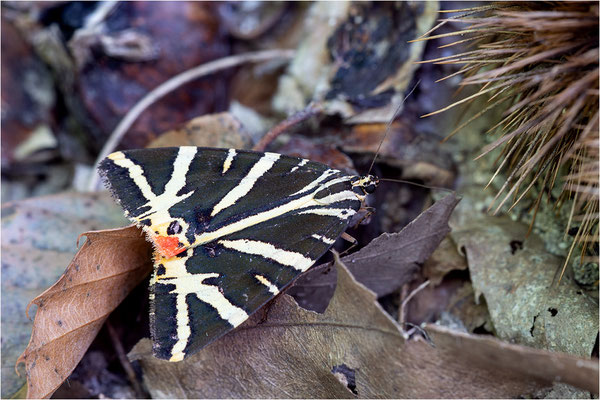 Spanische Flagge (Euplagia quadripunctaria), Frankreich, Ardèche