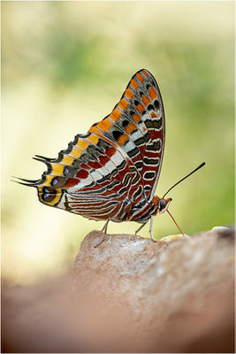Erdbeerbaumfalter (Charaxes jasius), Frankreich, Ardèche