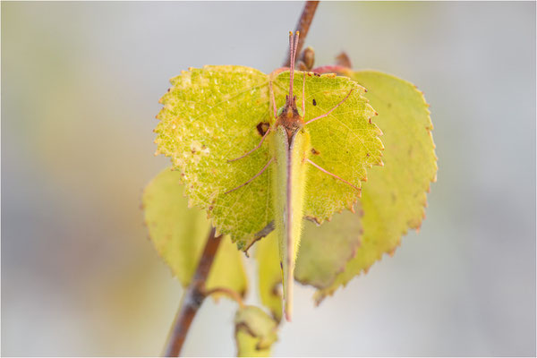 Postillon (Colias crocea), Frankreich, Savoye
