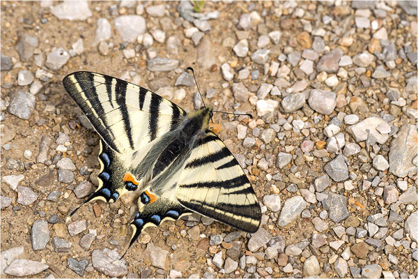 Segelfalter (Iphiclides podalirius), Frankreich, Drôme