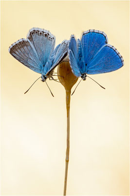 Spanischer Bläuling (Polyommatus hispana) und Himmelblauer Bläuling (Polyommatus bellargus), Männchen, Spanien, Pyrenäen, Prov. Lleida