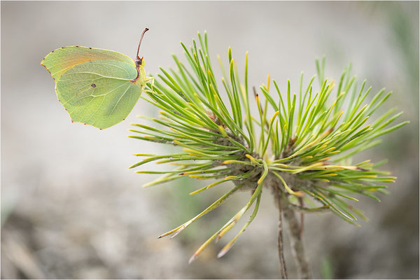 Mittelmeer-Zitronenfalter (Gonepteryx cleopatra), Männchen, Frankreich, Var