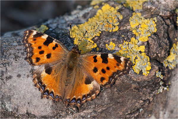 Großer Fuchs (Nymphalis polychloros), Deutschland, Baden-Württemberg