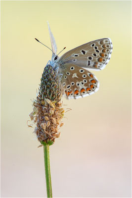 Himmelblauer Bläuling (Polyommatus bellargus), Weibchen, Deutschland, Baden-Württemberg