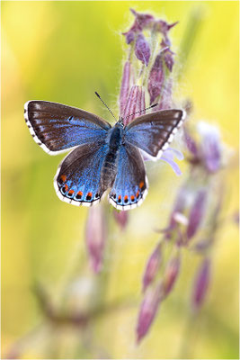Himmelblauer Bläuling (Polyommatus bellargus f. cerones), Weibchen, Deutschland, Baden-Württemberg