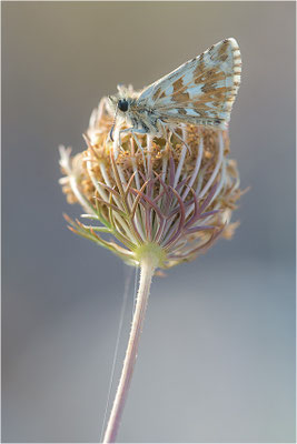 Ambossfleck-Würfeldickkopffalter (Pyrgus onopordi), Männchen, Frankreich, Drôme