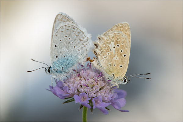 Zahnflügel-Bläuling (Polyommatus daphnis), Paarung, Deutschland, Oberbayern