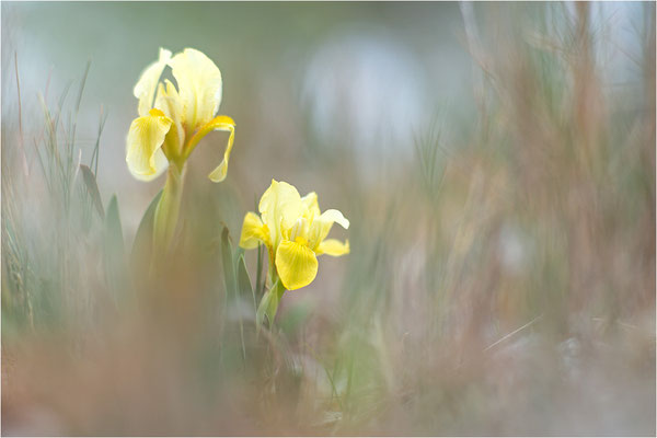 Gelbliche Schwertlilie (Iris lutescens), Aude, Frankreich