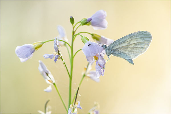 Tintenfleck-Weißling (Leptidea sinapis bzw. juvernica), Deutschland, Baden-Württemberg
