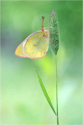 Hochmoor-Gelbling (Colias palaeno), Finnland, Etelä-Pohjanmaa