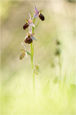 Moris Ragwurz (Ophrys morisii)