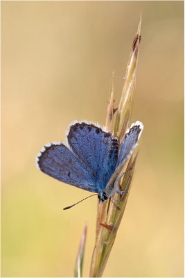 Blaugrauer Bläuling (Pseudophilotes batis), Männchen, Frankreich, Ardèche