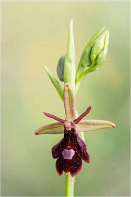 Ophrys x royanensis (=drumana x insectifera), Frankreich, Dep. Isere