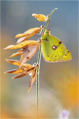 Hufeisenklee-Gelbling/Goldene Acht (Colias alfacariensis/Colias hyale), Spanien, Pyrenäen, Prov. Lleida