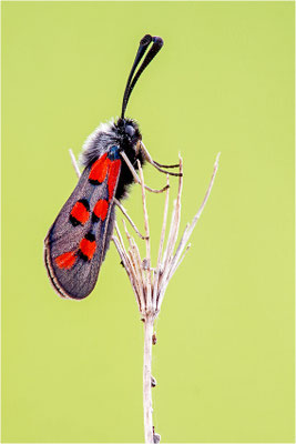 Zygaena rhadamanthus, Frankreich, Ardèche