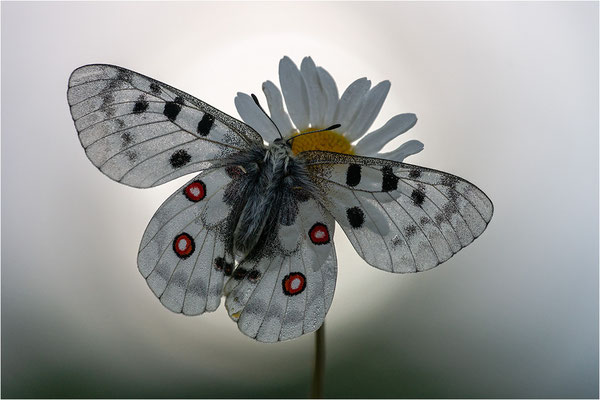 Roter Apollo (Parnassius apollo vercoricus), Frankreich, Dep. Isere