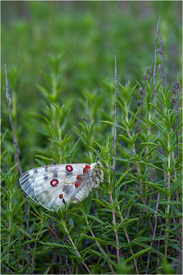 Roter Apollo (Parnassius apollo venaissimus), Frankreich, Dep. Vaucluse