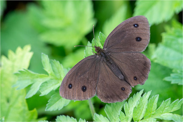 Blauäugiger Waldportier (Minois dryas), Österreich, Tirol