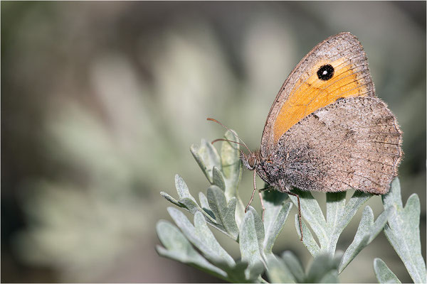 Kleines Ochsenauge (Hyponophele lycaon), Frankreich, Dep. Savoie