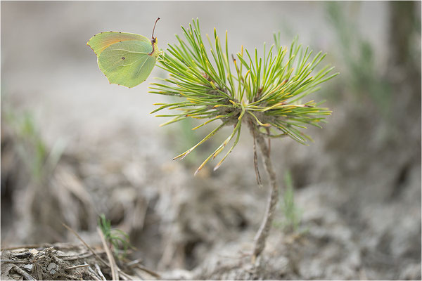 Mittelmeer-Zitronenfalter (Gonepteryx cleopatra), Männchen, Frankreich, Var