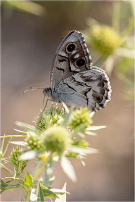Gestreifter Samtfalter (Hipparchia fidia)