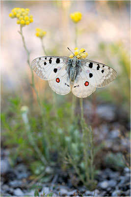 Roter Apollo (Parnassius apollo venaissimus), Frankreich, Dep. Vaucluse