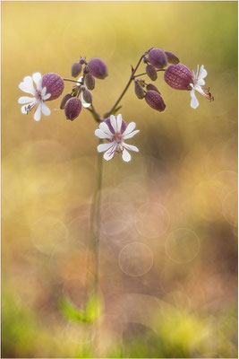 Taubenkropf (Silene vulgaris), Deutschland, Baden-Württemberg