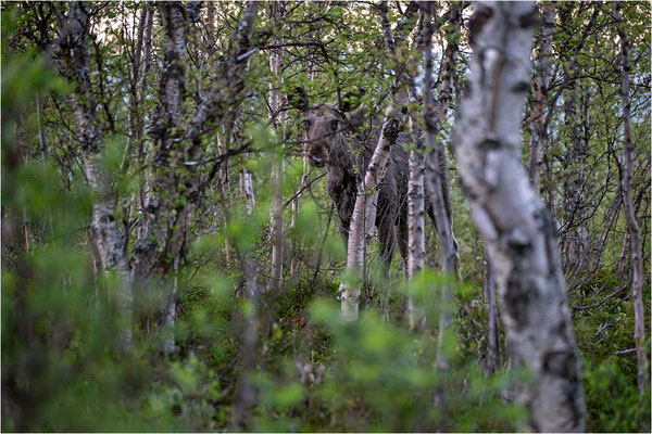 Elch (Alces alces), Schweden, Norrbotten