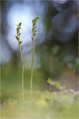 Kriechendes Netzblatt (Goodyera repens), Deutschland, Bayern, Oberfranken