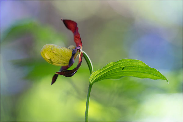 Gelber Frauenschuh (Cypripedium calceolus), Frankreich, Dep. Isere