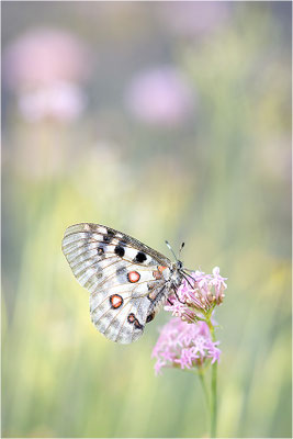 Roter Apollo (Parnassius apollo substitutus), Frankreich, Savoyen