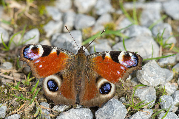 Tagpfauenauge (Inachis io), Deutschland, Baden-Württemberg