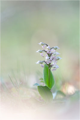 Milchweißes Knabenkraut (Neotinea lactea), Dep. Var, Frankreich