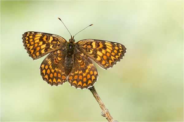 Flockenblumen-Scheckenfalter (Melitaea phoebe), Italien, Region Aostatal, 1600m
