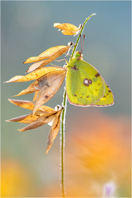 Hufeisenklee-Gelbling/Goldene Acht (Colias alfacariensis/Colias hyale), Spanien, Pyrenäen, Prov. Lleida