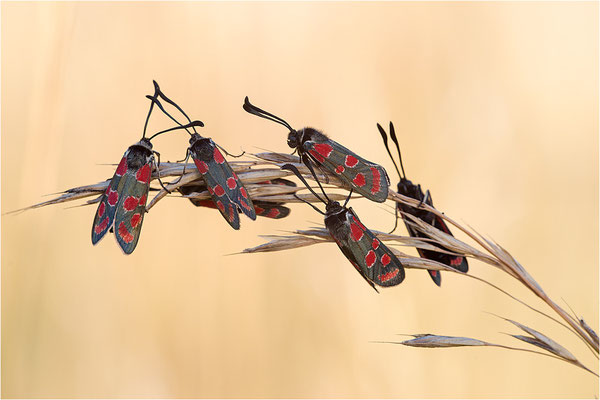 Esparsetten-Widderchen (Zygaena carniolica), Schlafgemeinschaft, Bayern