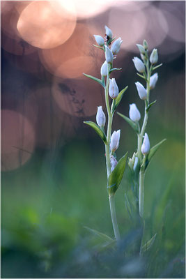 Weißes Waldvöglein (Cephalanthera damasonium), Deutschland, Baden-Württemberg